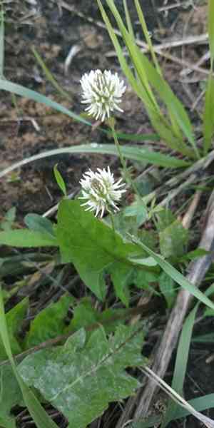 Mountain carpet clover(Trifolium montanum)