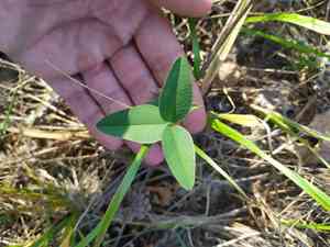 Mountain carpet clover(Trifolium montanum)