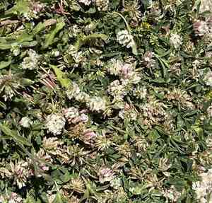 Small white clover(Trifolium nigrescens)