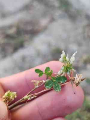Small white clover(Trifolium nigrescens)