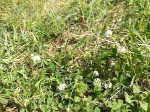 Small white clover(Trifolium nigrescens)