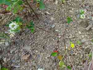 Small white clover(Trifolium nigrescens)