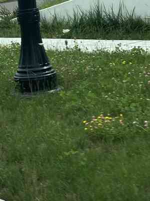 Red clover(Trifolium pratense)