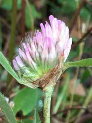 Red clover(Trifolium pratense)