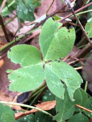 Red clover(Trifolium pratense)