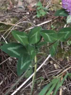 Red clover(Trifolium pratense)