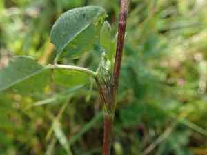 Red clover(Trifolium pratense)