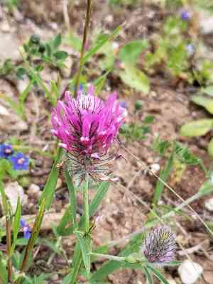 Purple clover(Trifolium purpureum)