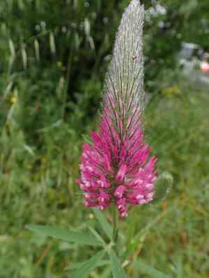 Purple clover(Trifolium purpureum)
