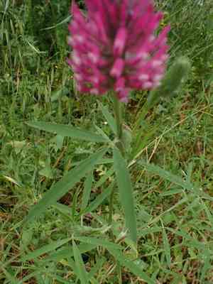 Purple clover(Trifolium purpureum)