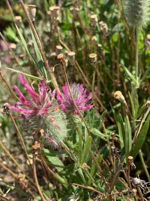 Purple clover(Trifolium purpureum)