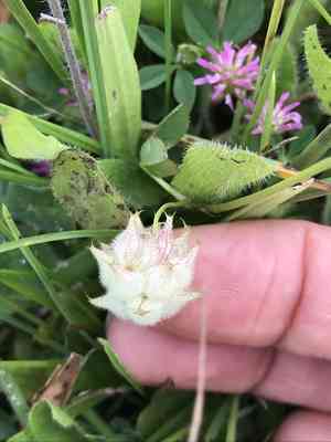 Persian clover(Trifolium resupinatum)