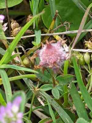 Persian clover(Trifolium resupinatum)