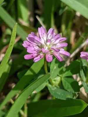 Persian clover(Trifolium resupinatum)