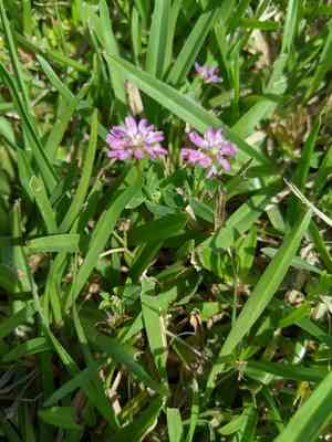 Persian clover(Trifolium resupinatum)