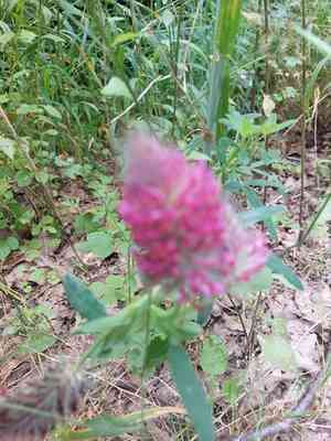 Red feather clover(Trifolium rubens)