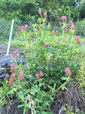Red feather clover(Trifolium rubens)