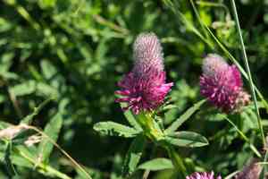 Red feather clover(Trifolium rubens)