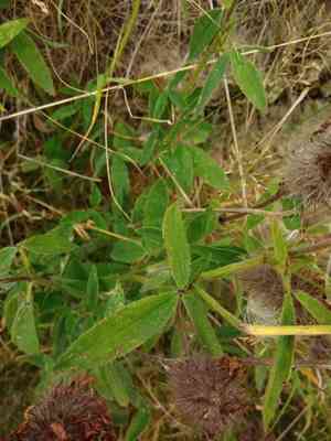 Red feather clover(Trifolium rubens)