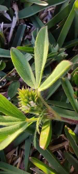 Sea clover(Trifolium squamosum)