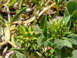 Sea clover(Trifolium squamosum)
