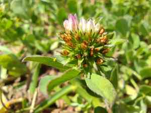 Sea clover(Trifolium squamosum)