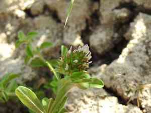 Sea clover(Trifolium squamosum)