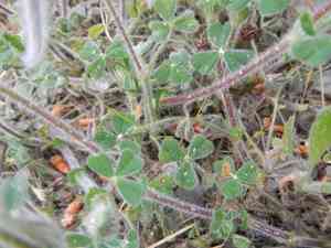 Star clover(Trifolium stellatum)