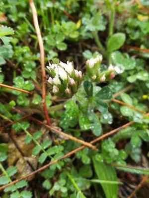 Star clover(Trifolium stellatum)