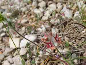 Star clover(Trifolium stellatum)