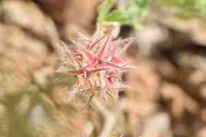 Star clover(Trifolium stellatum)
