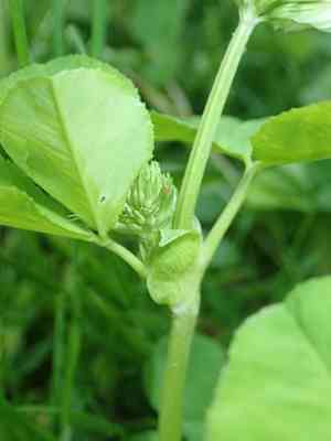 Running buffalo clover(Trifolium stoloniferum)