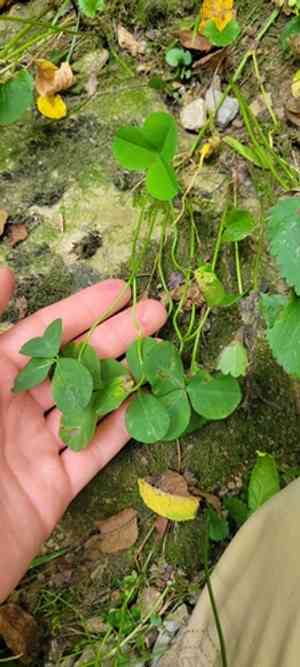 Running buffalo clover(Trifolium stoloniferum)