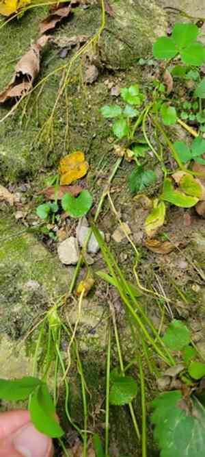 Running buffalo clover(Trifolium stoloniferum)