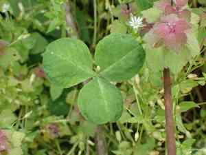 Running buffalo clover(Trifolium stoloniferum)
