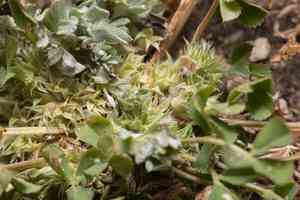 Suffocating clover(Trifolium suffocatum)