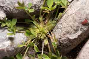 Suffocating clover(Trifolium suffocatum)