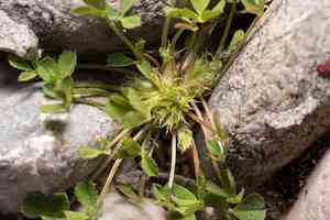 Suffocating clover(Trifolium suffocatum)