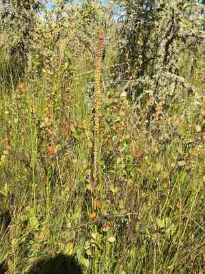 Seaside arrowgrass(Triglochin maritima)
