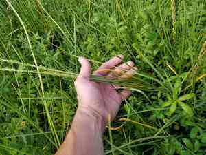 Seaside arrowgrass(Triglochin maritima)