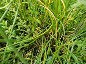 Seaside arrowgrass(Triglochin maritima)