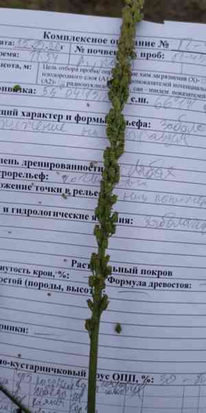 Seaside arrowgrass(Triglochin maritima)