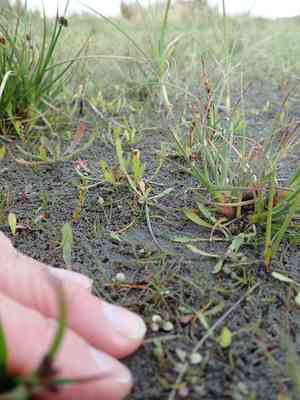 Three-ribbed arrow-grass(Triglochin striata)