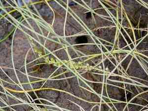 Three-ribbed arrow-grass(Triglochin striata)