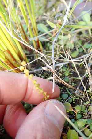 Three-ribbed arrow-grass(Triglochin striata)