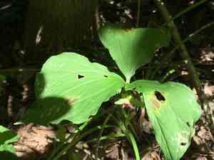 Nodding trillium(Trillium cernuum)