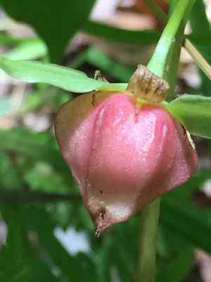 Nodding trillium(Trillium cernuum)