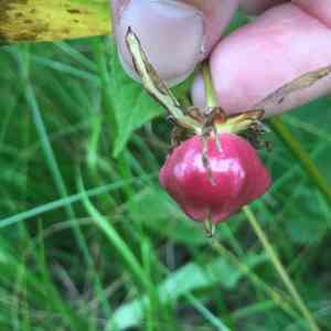 Nodding trillium(Trillium cernuum)