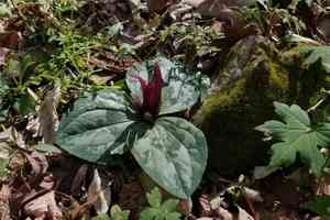 Trailing wakerobin(Trillium decumbens)
