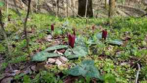 Trailing wakerobin(Trillium decumbens)